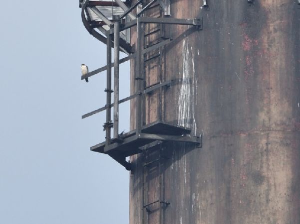 Wanderfalke  - Michał Piotrowski