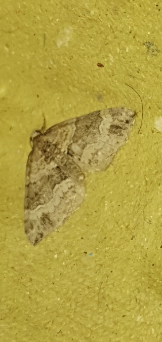 Perizoma bifaciata  - Melchior Viallet