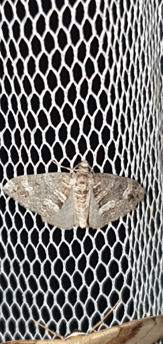 Perizoma bifaciata  - Melchior Viallet