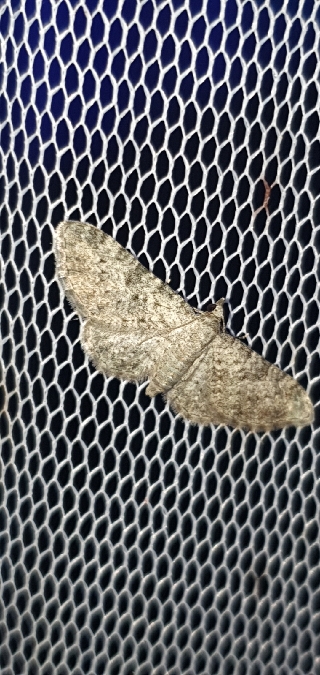 Eupithecia semigraphata  - Melchior Viallet