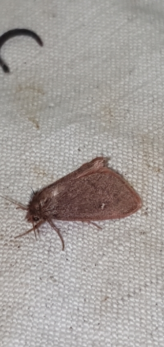 Ocneria rubea  - Melchior Viallet