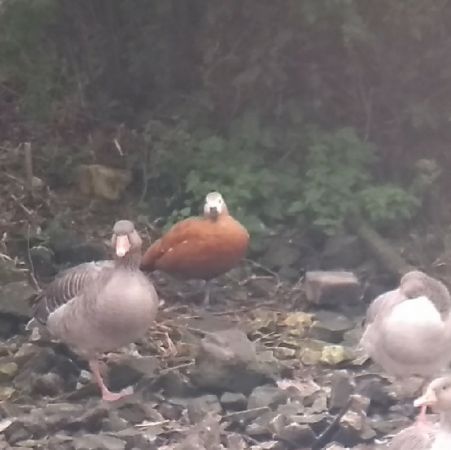 Ruddy Shelduck  - Barbara Polanin