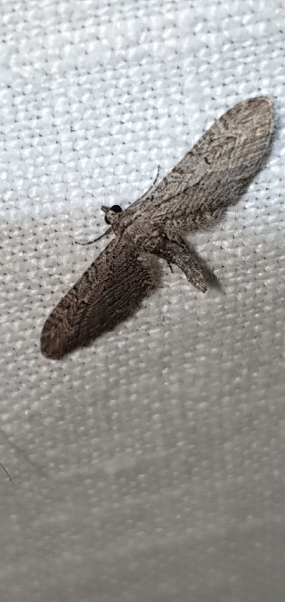 Eupithecia unedonata  - Melchior Viallet