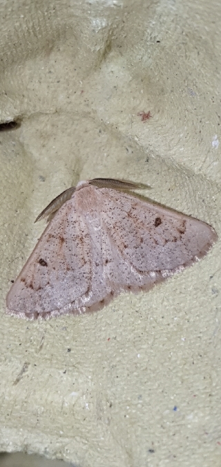 Dyscia penulataria  - Melchior Viallet