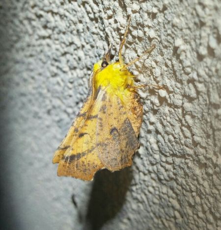 Ennomos alniaria  - Thomas Lux