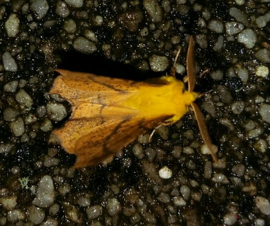 Ennomos alniaria  - Thomas Lux