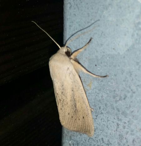 Rhizedra lutosa  - Thomas Lux