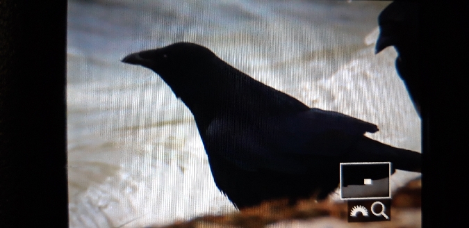 czarnowron  - Arkadiusz Stelmach