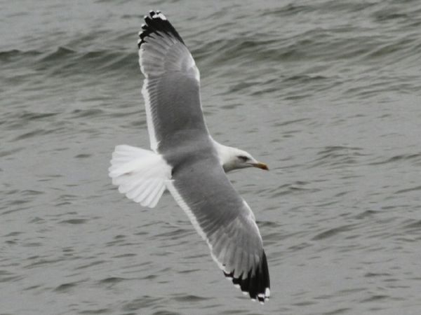 Mittelmeermöwe  - Mariusz Janowski