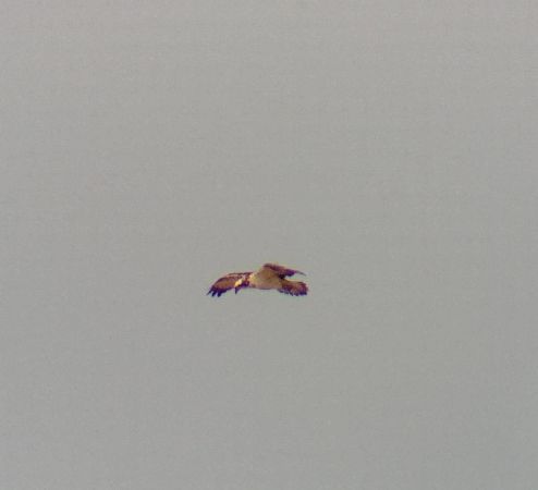 rybołów  - Monika Żochowska