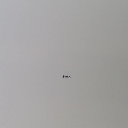 Grey Heron  - Monika Żochowska