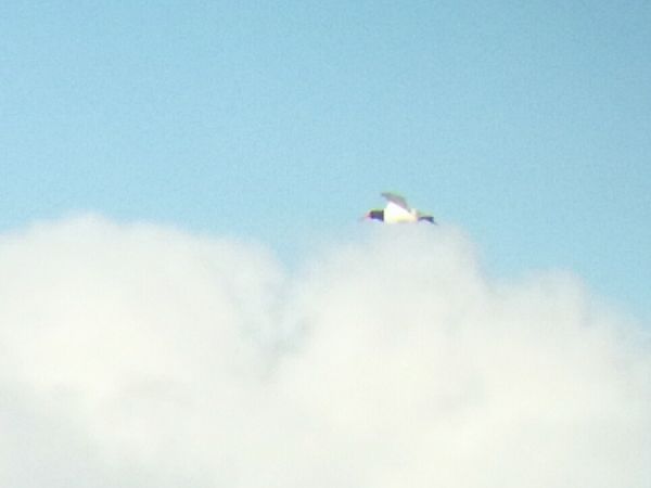 Austernfischer  - Mariusz Janowski