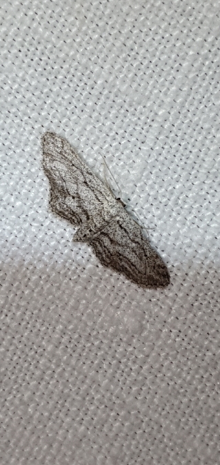Idaea calunetaria  - Melchior Viallet