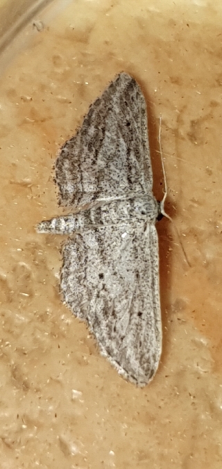 Idaea calunetaria  - Melchior Viallet