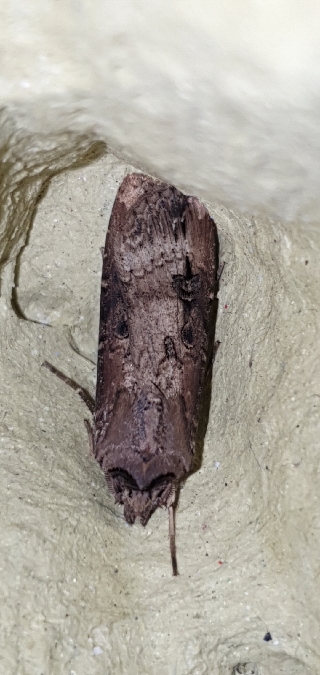 Noctuelle baignée  - Melchior Viallet