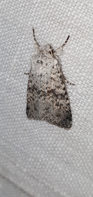 Aporophyla canescens  - Melchior Viallet
