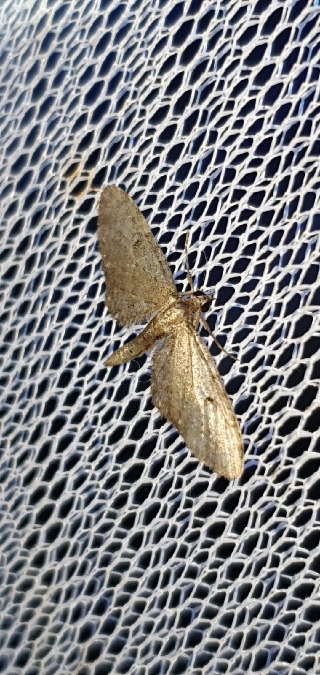 Eupithecia virgaureata  - Melchior Viallet