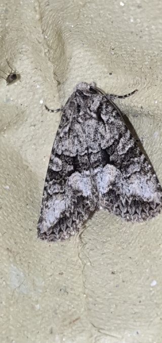 Dryobotodes monochroma  - Melchior Viallet