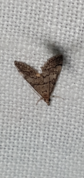 Metasia cuencalis  - Melchior Viallet