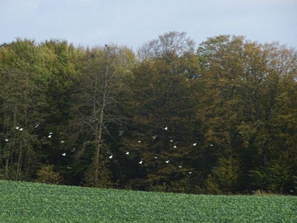 czajka  - Marek Bebłot