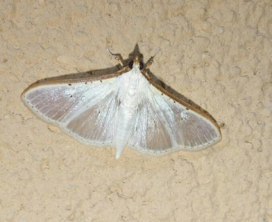 Palpita vitrealis  - Thomas Lux