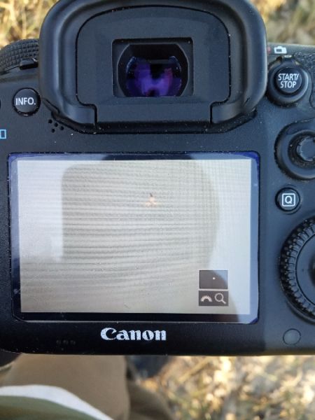 Basstölpel  - Michał Polakowski