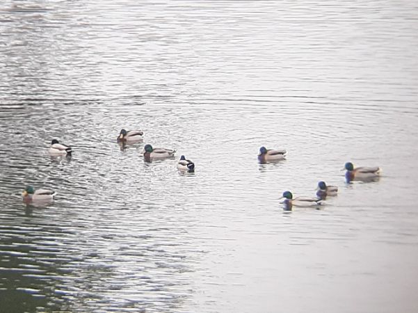 krzyżówka  - Krzysztof Sokołowski