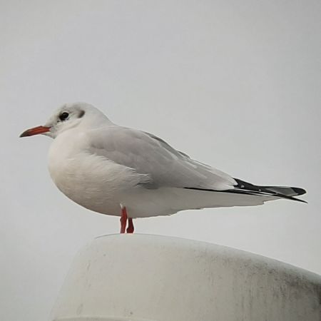 Lachmöwe  - Krzysztof Sokołowski