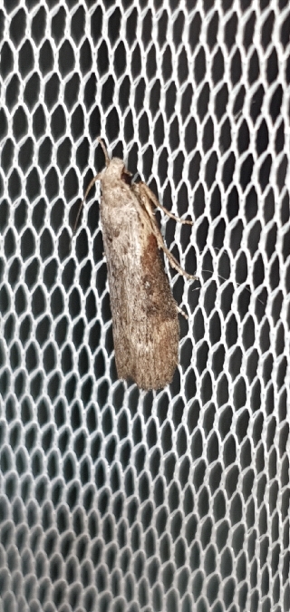 Lamoria anella  - Melchior Viallet