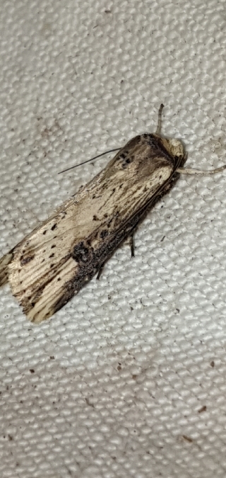 Noctuelle putride  - Melchior Viallet
