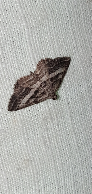 Rhoptria asperaria  - Melchior Viallet
