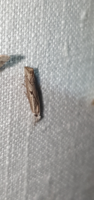 Agriphila geniculea  - Melchior Viallet