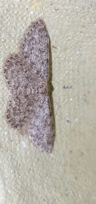 Idaea cervantaria  - Melchior Viallet
