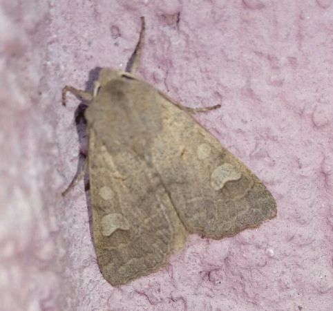 Ammoconia caecimacula  - Thomas Lux