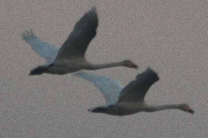 Singschwan  - Adam Olszewski