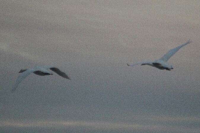 Cygne chanteur  - Adam Olszewski