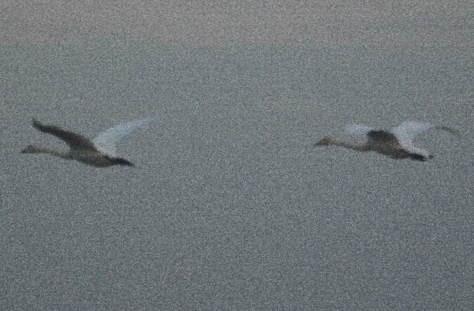 łabędź krzykliwy  - Adam Olszewski