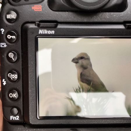 krzyżodziób sosnowy  - Krzysztof Tabernacki