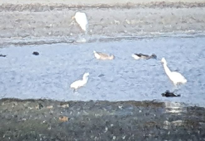 Aigrette garzette  - Alain Lehalle