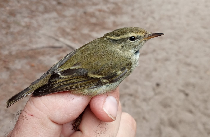 świstunka żółtawa  - Michał Polakowski