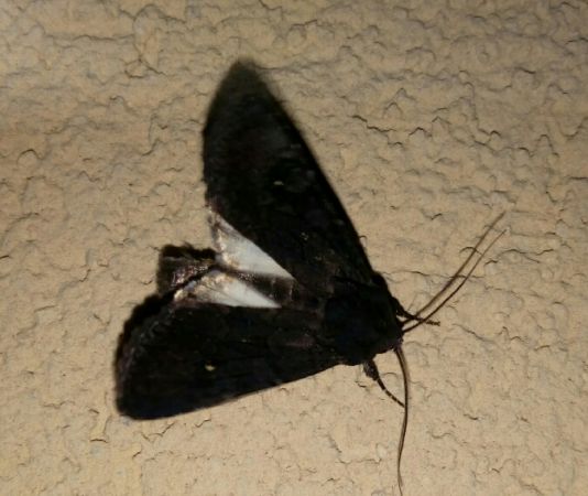 Noctuelle anthracite  - Thomas Lux