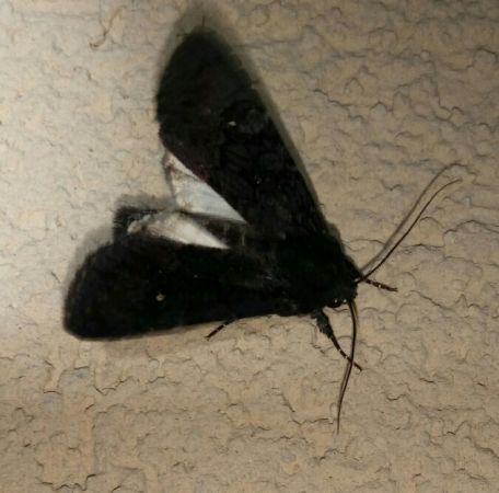 Noctuelle anthracite  - Thomas Lux