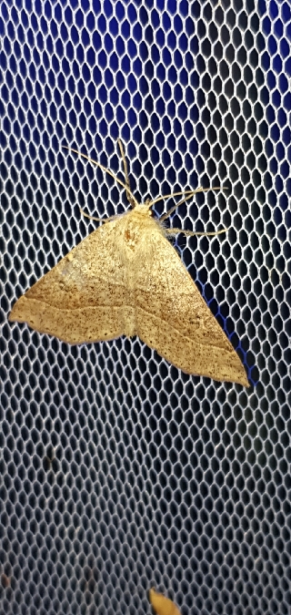Crocallis dardoinaria  - Melchior Viallet