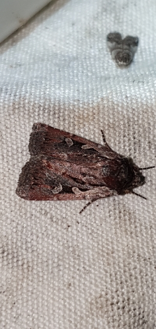 Xestia agathina  - Melchior Viallet