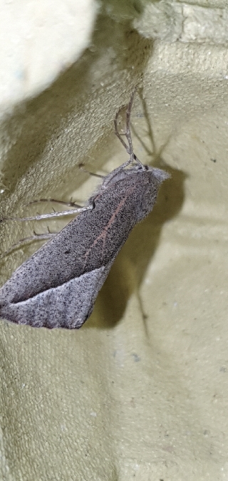 Compsoptera opacaria  - Melchior Viallet