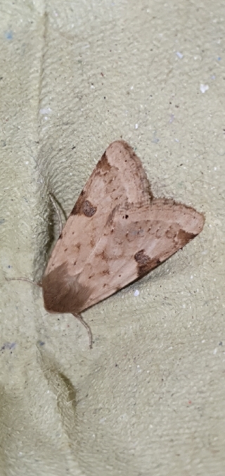 Heliothis peltigera  - Melchior Viallet