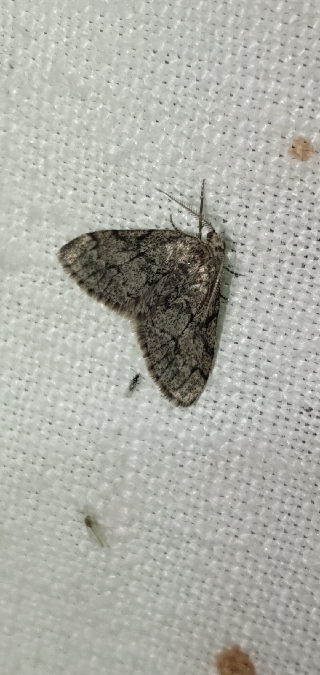 Tephronia sepiaria  - Melchior Viallet
