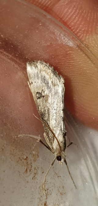 Evergestis isatidalis  - Melchior Viallet