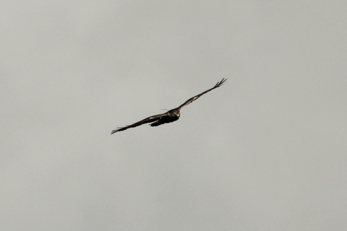 Raufußbussard  - Till Gütte