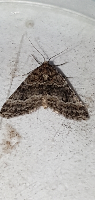 Hospitalia flavolineata  - Melchior Viallet